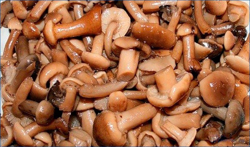 солить, опята, опята зиму