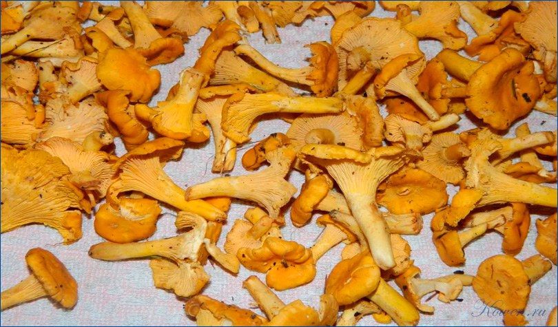 готовить, лисички, готовить лисички готовить, лисички, готовить лисички