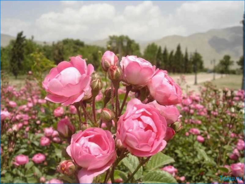 Иранская роза — символ красоты и романтики Востока