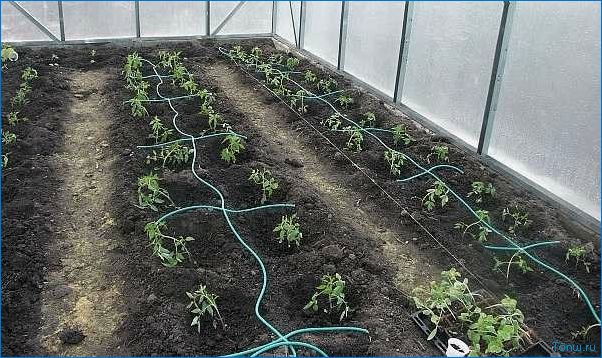 Капельное орошение: эффективный способ полива растений