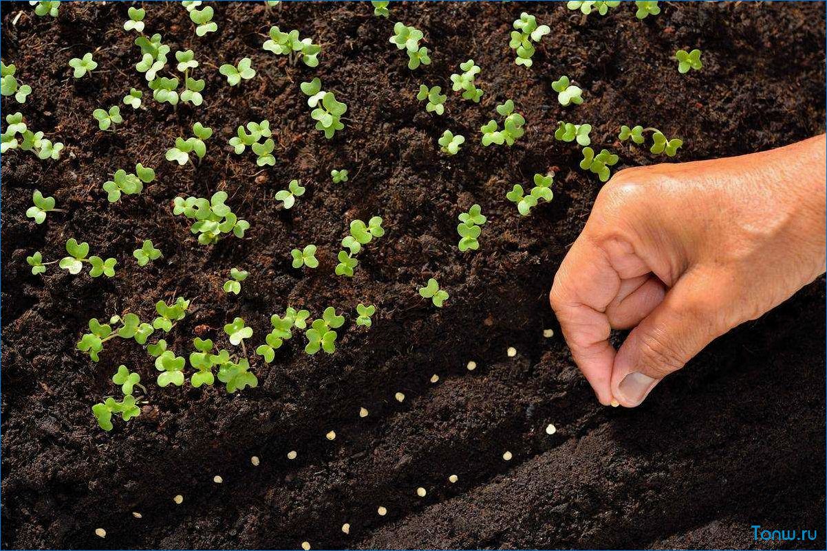 Как выбрать и использовать семена для посева растений — советы и рекомендации